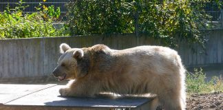 Ronja traute sich nach wenigen Tagen, über die Brücke im Gehege zu laufen. (Foto: Petra Medan)