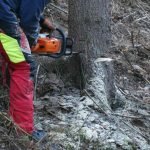 Sicheres Arbeiten mit der Motorkettensäge geübt (Foto: Presseteam der Feuerwehr VG Lambrecht)