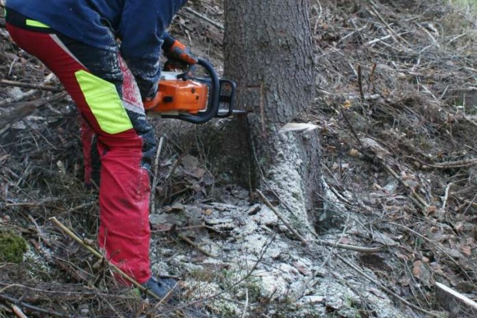 Sicheres Arbeiten mit der Motorkettensäge geübt (Foto: Presseteam der Feuerwehr VG Lambrecht)