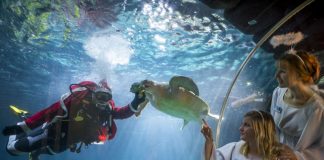 Schildkröte beim Füttern (Foto: Sea Life Speyer/Tobias Schwerdt)