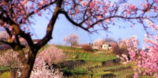 Mandelblüte in den Weinbergen von Gimmeldingen. (Foto: Rolf Schädler)