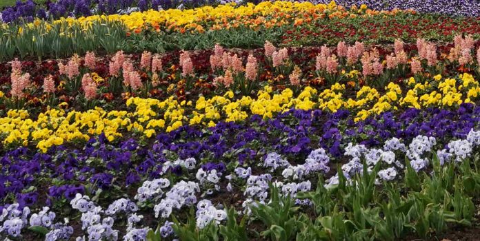 Kaiserslautern Gartenschau 2019 (Foto: Reinhard Schnell)