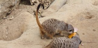 Erdmännchen (Foto: Zoo Frankfurt)