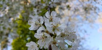 Kirschblüten (Foto: Pfalzmuseum für Naturkunde)