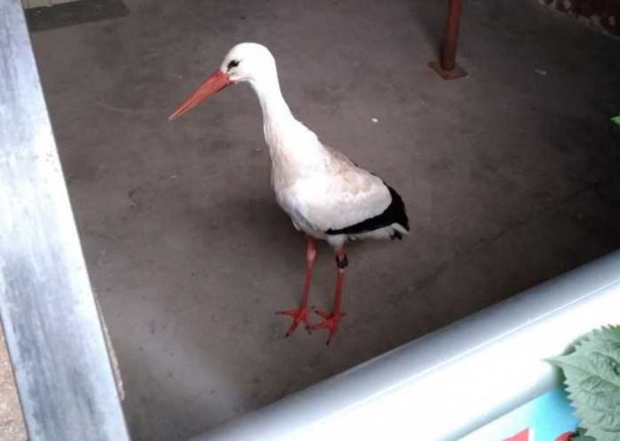 Böbingen: Verletzter Storch