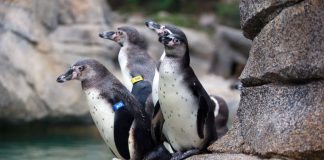 Humboldt-Pinguine im Zoo Frankfurt (Foto: Matthias Besant)