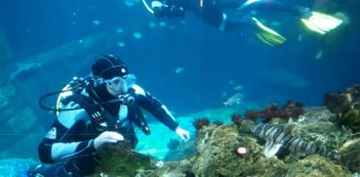 Taucher im Becken (Foto: SEA LIFE Speyer)