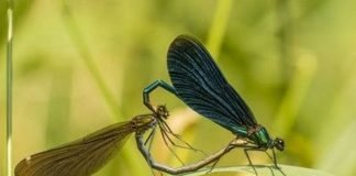 Blauflügel-Prachtlibelle (Foto: Landesforsten RLP/Jonathan Fieber)