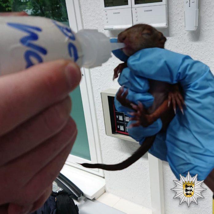 Eichhörnchenbaby füttern © Polizeipräsidium Karlsruhe