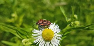 Einer der zahlreichen Bewohner des Museumsgartens – die Streifenwanze. (Foto: Pfalzmuseum für Naturkunde)