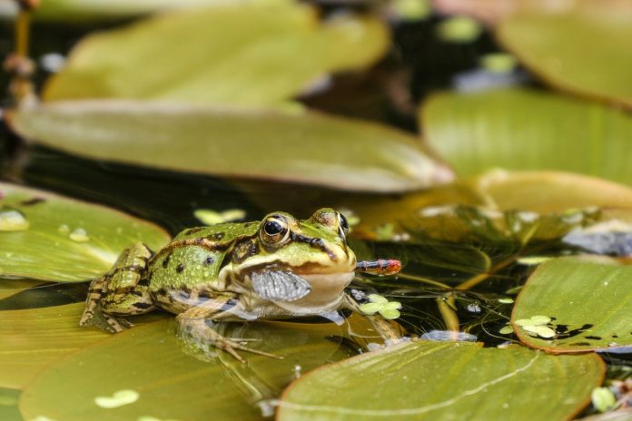 Symbolbild, Tiere, Frosch, Froschteich, Beute © (pxhere)