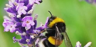 Hummel auf Blüte (Foto: Reinhard Schnell)