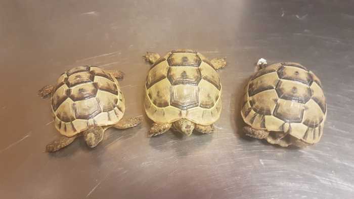 Illegal transportierte Schildkröten - Foto: Zoll Karlsruhe