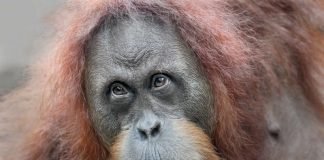 Orang-Utan (Foto: Matthias Besant)