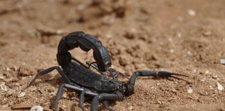 Skorpion der Gattung Androctonus (Foto: Markus Oulehla)