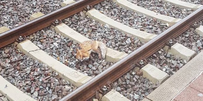 Der verletzte Fuchs (Foto: Presseteam der Feuerwehr VG Lambrecht)