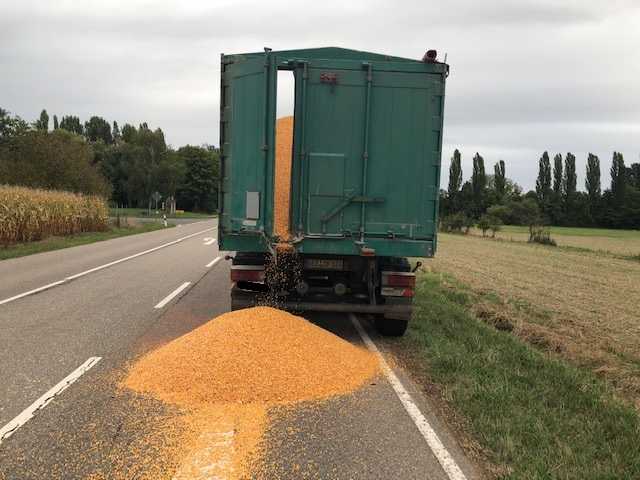 Mais auf der Fahrbahn