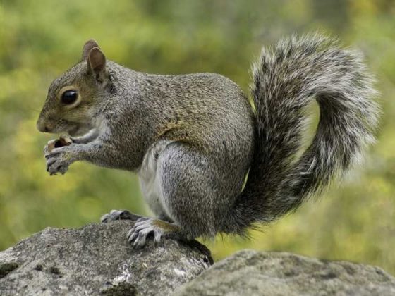 Brandenburg Grausame Tierquälerei Eichhörnchen an Baum