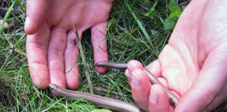 Outdoor Blindschleiche (Foto: Pfalzmuseum für Naturkunde)