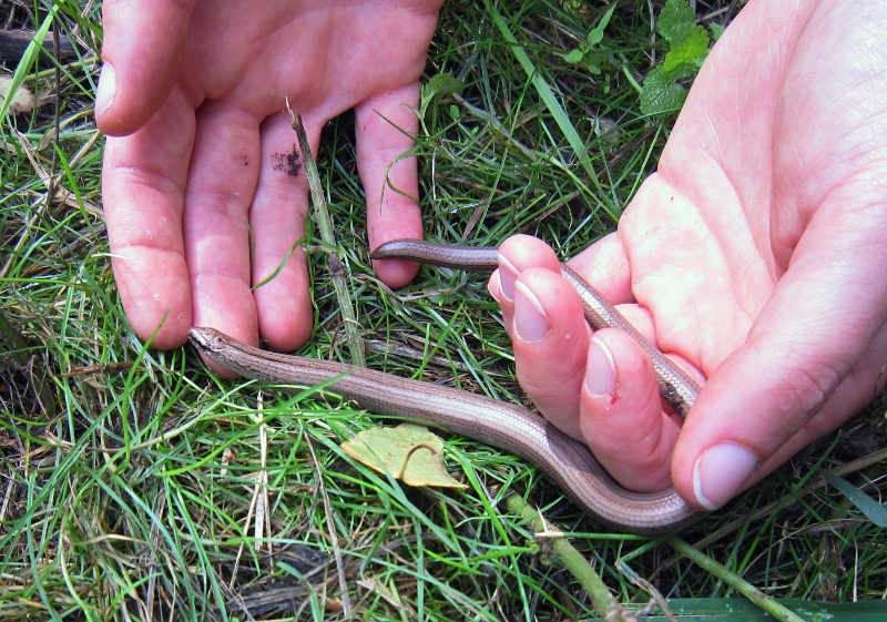 Outdoor Blindschleiche (Foto: Pfalzmuseum für Naturkunde)