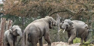 Elefanten Yadanar, Tarak und Ludwig (v.l) im Zoo Heidelberg (Foto: Susi Fischer/Zoo Heidelberg)