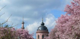 Zierkirschen im Obstgarten von Schloss Schwetzingen (Foto: Petra Pechacek/SSG Pressebild)