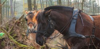 Die beiden Wallache "Filou", ein Norweger, und der Noriker "Tamino" bei der Arbeit im Wald. (Foto: Manuela Fröhlich)