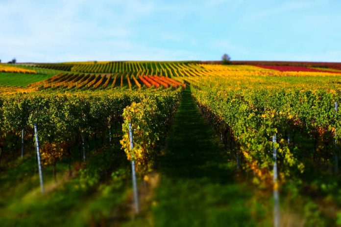 Symbolbild Weinberg in Rheinhessen (Foto: Pixabay/Holger Schué)