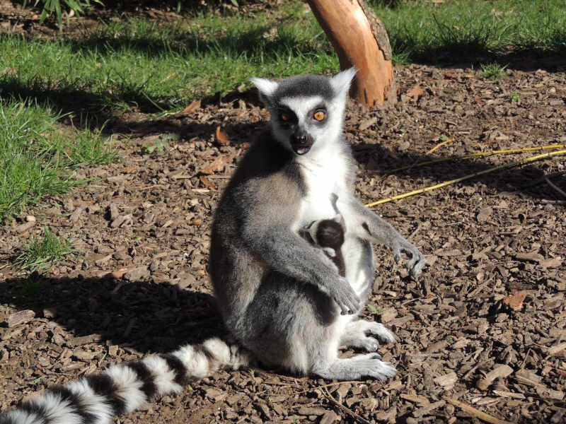 Kattanachwuchs (Foto: Zoo Landau)