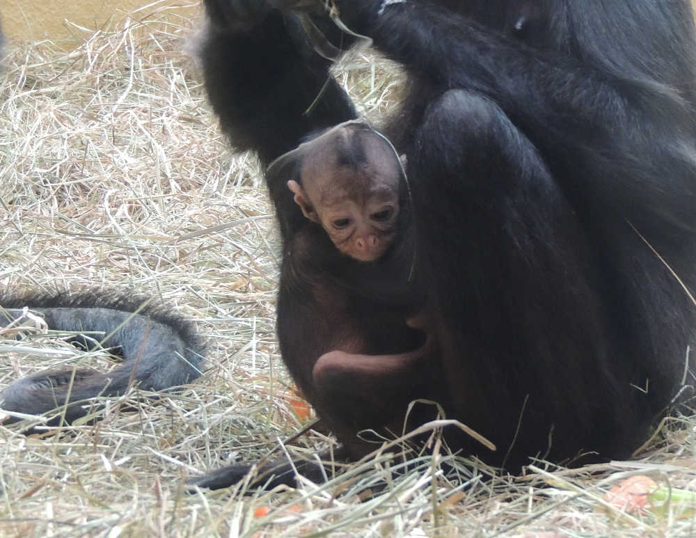 Klammeraffennachwuchs (Foto: Zoo Landau)