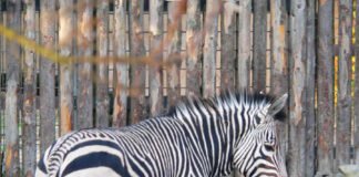 Im Zoo Landau werden die seltenen Hartmann-Bergzebras gehalten. Auch sie gehören zu den Patienten der Zootierärzte. (Foto: Zoo Landau)