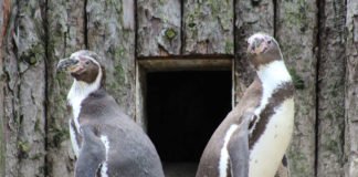 Humboldt-Pinguine (Foto: Zoo/Zooschule Landau)