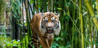 Er gilt als König des Dschungels – der Tiger. Wie er sich an das Leben im Regenwald angepasst hat, erfahren die Teilnehmer bei den Schnupper-Workshops in den Herbstferien im Zoo Heidelberg. (Foto: Zoo Heidelberg/Peter Bastian)