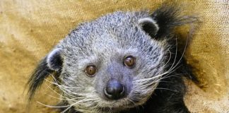 Noch auf der Suche nach einem Tierpaten: Binturong im Zoo Heidelberg. (Foto: Heidrun Knigge/Zoo Heidelberg)