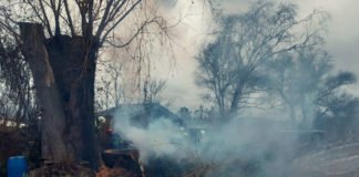 Ein Baum brannte (Foto: Feuerwehr Bad Dürkheim)