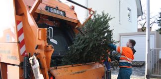 Weihnachtsbaumabholung (Foto: Stadt Mannheim)