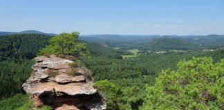 Umweltpraktikum in der Geschäftsstelle des Biosphärenreservats Pfälzerwald, das unter anderem das größte zusammenhängende Waldgebiet Deutschlands umfasst. Hier der Ausblick vom Buchkammerfels (Foto: BR/Yannick Baumann)