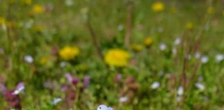 Blüten untersuchen im Outdoor-Programm des Pfalzmuseums (Foto: Pfalzmuseum für Naturkunde)