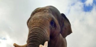 Der Asiatische Elefant Namsai wird im Mai in den Zoo Heidelberg einziehen (Foto: Zoo Kolmarden)