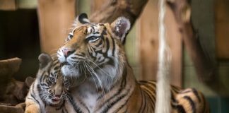 Tigerin Karis mit einem ihrer drei Jungtiere, das sich eng an die Mutter schmiegt. (Foto: Susi Fischer/Zoo Heidelberg)