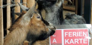 Mit dem Landauer Ferienpass kann auch der Zoo Landau besucht werden. (Quelle: Stadt Landau)