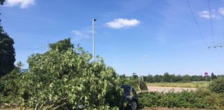 Der „geköpfte“ Baum (Foto: Polizei RLP)