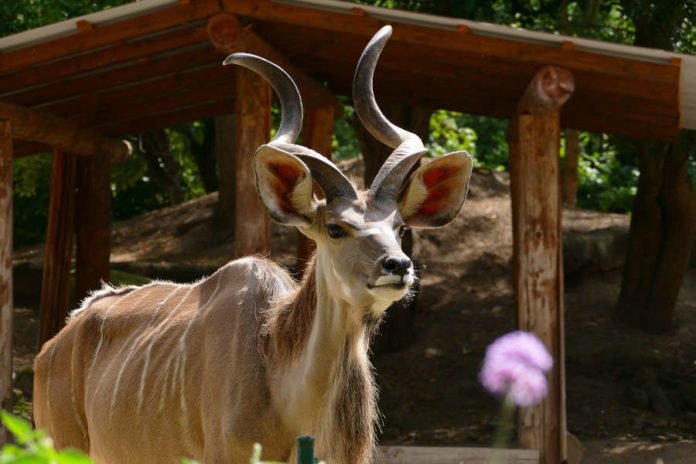 Mit der 3G-Regel in den Zoo: Ab sofort müssen Besucher im Zoo Heidelberg am Einlass entweder einen Impf-, Genesene oder Testnachweis vorzeigen. (Foto: Petra Medan/Zoo Heidelberg)