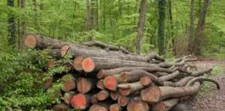 Gemischtes Brennholzpolter aus verschiedenen Laubbaumarten. Dieses Holz kann am Waldweg von Brennholzkunden aufgearbeitet werden (Foto: Landratsamt Rhein-Neckar-Kreis)