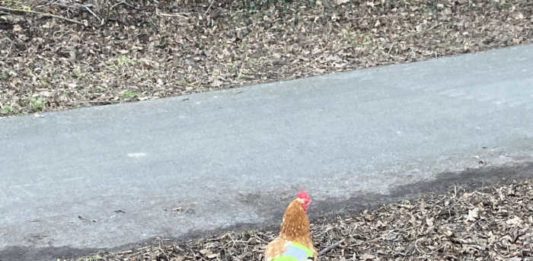 Huhn mit Weste (Foto: Polizei RLP)